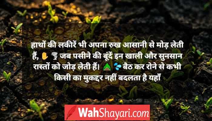 Sprouting plant showing hard work status and motivation shayari